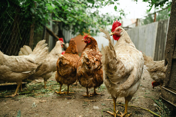 Chickens forage in a rural backyard during the afternoon sun with a rustic wooden fence in the...