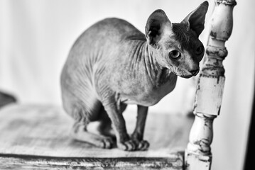 A Sphynx cat gazes inquisitively while perched on an antique, white wooden chair in a black and white photograph.