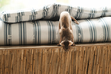A curious Sphynx cat peers down from a wooden structure towards the viewer.