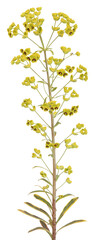 Fleur d'Euphorbe Amygdaloides Ascot Rainbow	