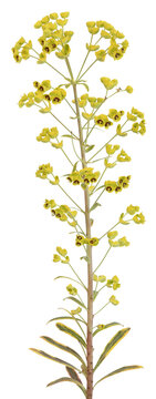 Fleur d'Euphorbe Amygdaloides Ascot Rainbow	
