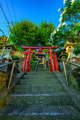  朝日が差し込む熊野神社の赤い鳥居と参道　神奈川県横須賀