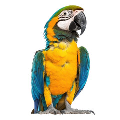 image of colorful macaw on the beach, beautiful macaw with colorful feathers on the beach, isolated on transparent background