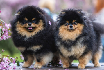 a pair of Pomeranian Spitz in an apple orchard