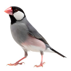 Obraz premium Java Finch Standing – Isolated on White Background with Soft Feather Detail