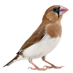 Bengalese Finch Standing – Isolated on White Background with Natural Feather Texture