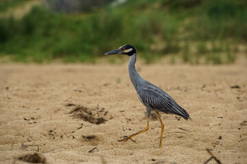 Black crowned night heron