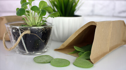 Flat-lay and lifestyle images of biodegradable packaging, paper bags, reusable containers, and organic product branding.