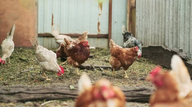 Chickens forage in a rural backyard during the afternoon sun with a rustic wooden fence in the background