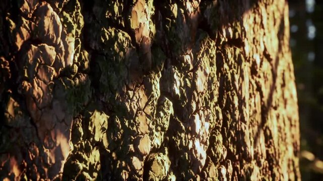 Sunlit Tree Bark Texture Provides a Nature Background
