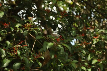 Firebush plant with red flowers and green leaves growing outdoors