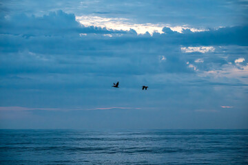 Obraz premium Pelicans flying over the sea