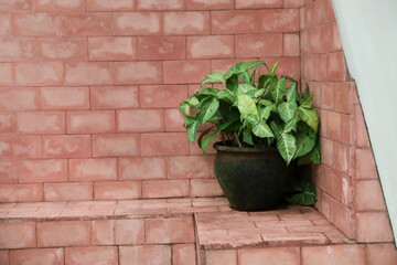 Green plant in pot on brick surface outdoors, space for text