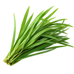 Fototapeta premium Fresh Green Lemongrass Leaves with Long Thin Blad