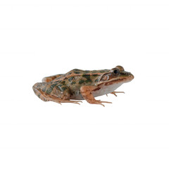 Obraz premium A detailed view of a frog with intricate patterns and colors, positioned against a white isolated background, showcasing its unique features and natural beauty.