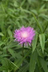 Obraz premium Beautiful violet flower growing in garden, closeup
