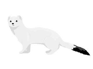 Ermine in winter white fur. Wild animals of the Arctic. Mustela erminea. Realistic vector animal