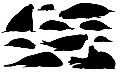 Set of sea elephant silhouettes. Realistic vector animal