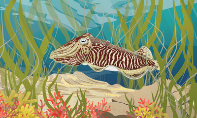 A common cuttlefish swims along the seabed with algae and corals. Realistic vector landscape