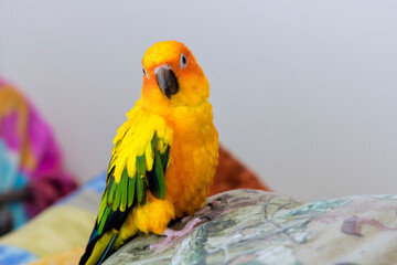 Colorful sun conure perched on cozy throw pillow indoors during daylight hours