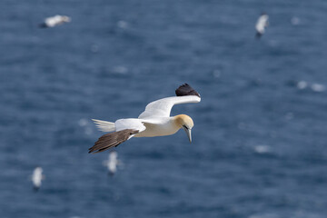 The Northern Gannet at Cape st Mary Newfoundland.