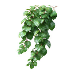 A lush cluster of green ivy leaves, featuring detailed textures and vibrant colors, perfect for nature-themed projects or design backgrounds.