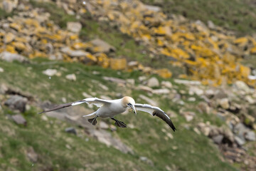 The Northern Gannet at Cape st Mary Newfoundland.