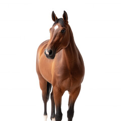 Obraz premium A majestic brown horse standing confidently against a clean, white background, showcasing its powerful physique and expressive features.
