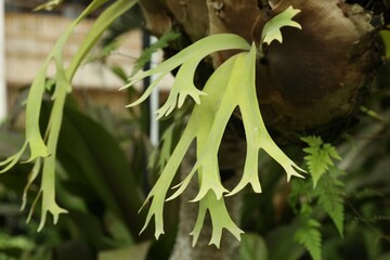 Staghorn fern with beautiful leaves growing outdoors, closeup