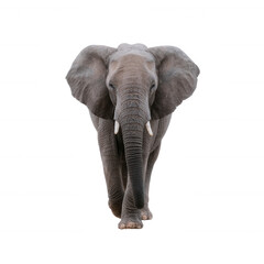Fototapeta premium A majestic elephant walking confidently towards the viewer, showcasing its large ears and trunk against a clean white background.