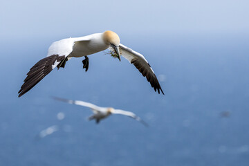 The Northern Gannet at Cape st Mary Newfoundland.