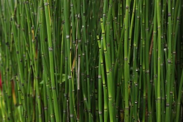 Obraz premium Beautiful green rough horsetail plants growing outdoors, closeup
