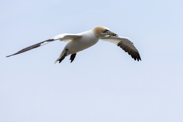 The Northern Gannet at Cape st Mary Newfoundland.