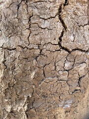 Cracked and dried mud wall.