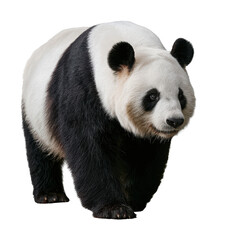 Obraz premium A panda walking gracefully, showcasing its distinctive black and white fur, with a curious expression, against a clean background.