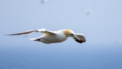 The Northern Gannet at Cape st Mary Newfoundland.