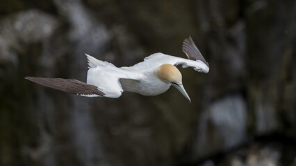 The Northern Gannet at Cape st Mary Newfoundland.