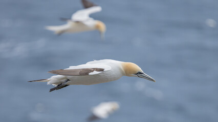 The Northern Gannet at Cape st Mary Newfoundland.