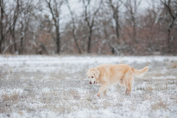 Golden retriever on the hunt. Labrador retriever in the field	