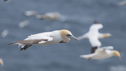 The Northern Gannet at Cape st Mary Newfoundland.