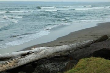 Snag on sandy beach near wavy sea