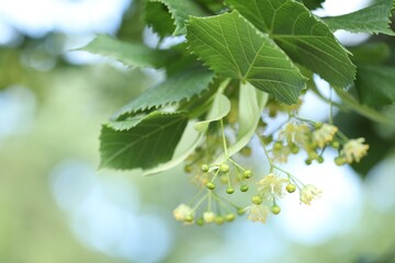 Linden tree branch with leaves and blooming flowers outdoors, closeup