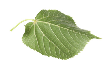One green linden leaf isolated on white