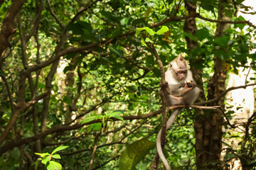 Cute monkey with food on tree branch in forest