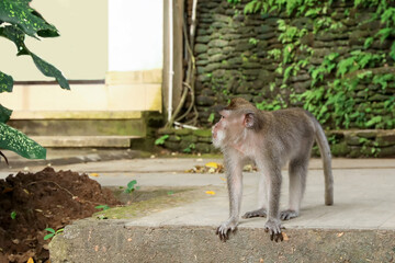 Cute monkey on concrete surface in park