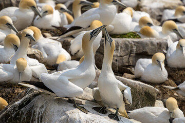 The Northern Gannet at Cape st Mary Newfoundland.