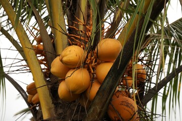 Coconuts growing on palm tree outdoors, low angle view