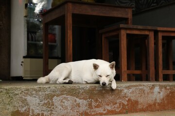 Cute white dog lying on stone surface outdoors