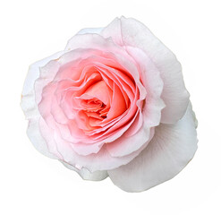 Beautiful bright closeup peach floribunda rose isolated on white background. Delicate light pink rose in full bloom. Showcasing soft petals and romantic elegance. For design.
