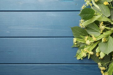 Branches with linden flowers and green leaves on blue wooden table, flat lay. Space for text